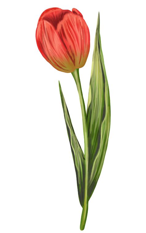 Tulip Flower Drawing