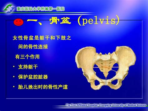 女性生殖系统解剖与生理课件word文档在线阅读与下载无忧文档