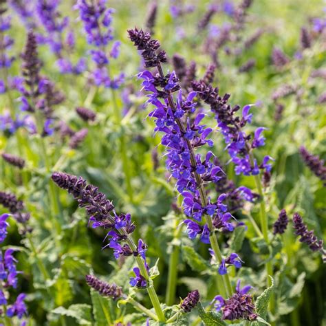 Purple Salvia