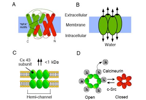 Channel Structure And Function Of Aquaporins A And B And Gap Junction