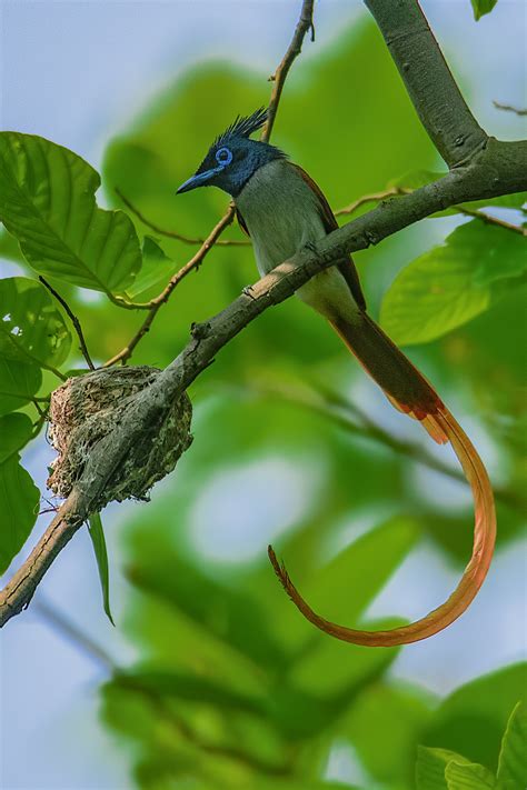 Indian Paradise Flycatcher Flash Dance Of The Glam King Roundglass