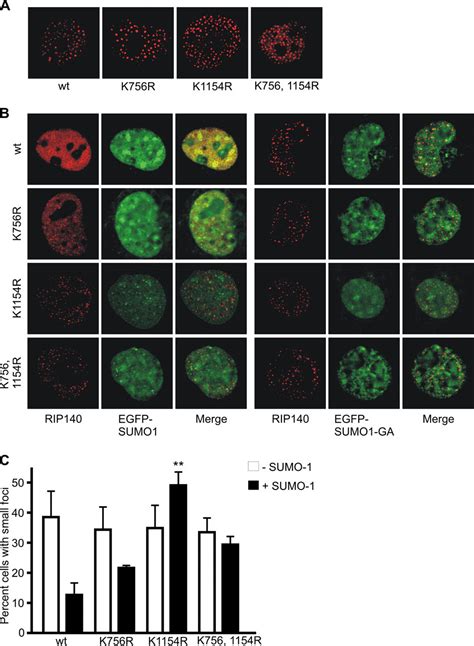 Sumoylation Modulates The Transcription Repressor Function Of Rip