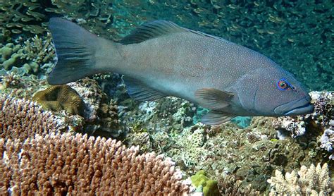 No Fishing Zones Breed Resilient Fish Australian Geographic