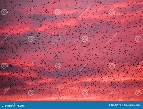 Starling bird flock stock photo. Image of sunset, europe - 36336172