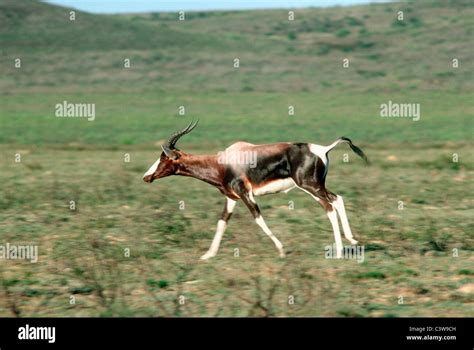 Bontebok Blesbok Antelope Damaliscus Damaliscus Dorcas Bovidae