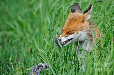 European Fox Eating Bird Photograph by Willi Rolfes