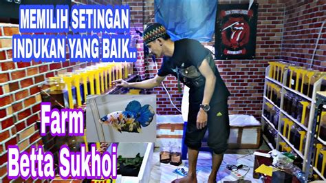 Tutorial Mengawinkan Ikan Cupang Part Di Jamin Kalian Pasti Bisa