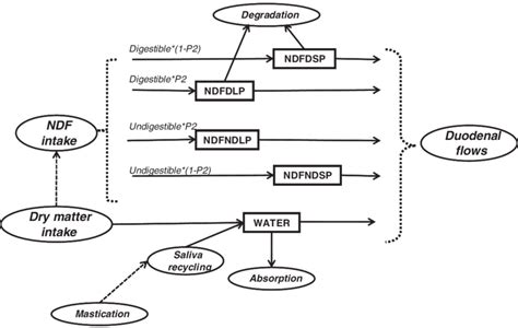 Simplified Diagram Flows Of The Neutral Detergent Fibre NDF And Water