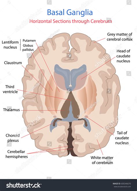 Anatomy Of Basal Ganglia Basal Ganglia Medical Knowledge Porn Sex Picture