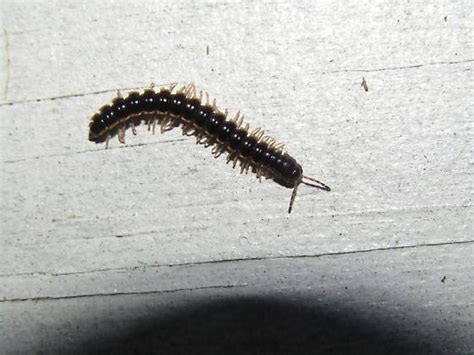 Millipede Oxidus Gracilis Bugguide Net