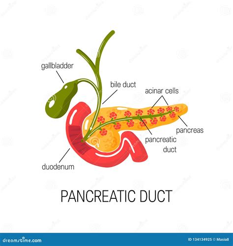 Functions Of Pancreas Concept Vector Illustration Stock Vector Illustration Of Function