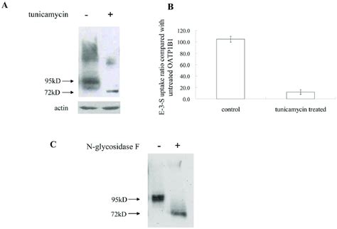 Oatp B Is Glycosylated In Hek Cells A The Effect Of Tunicamycin