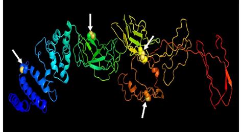 Disulfide by design 2.0 predicted four (denoted by arrow) potential ...