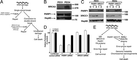 Nonhomologous End Joining Drives Polyadp Ribose Polymerase Parp