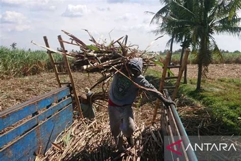 Petani Tebu Di Situbondo Demo Buntut Pg Assembagoes Telat Bayar