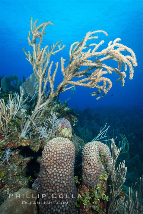 Gorgonian Soft Corals Grand Cayman Island Cayman Islands 32244