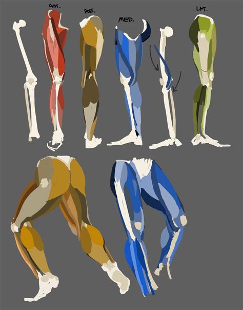 Joshua On Twitter Some Anatomy Studies I Wanted To Do And Random