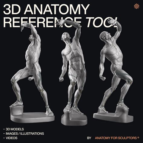 3D Reference Tool has countless human anatomy references made