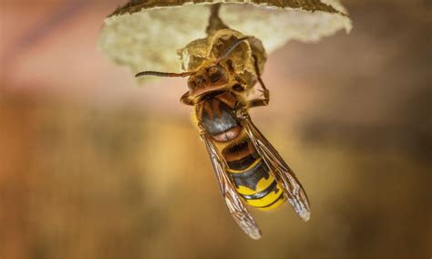 Why Do Hornets Kill Honey Bees Explained Wildlife Welcome