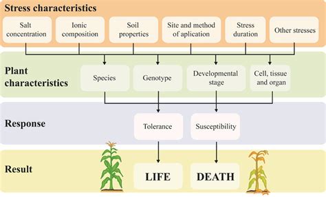 Plant Response To Salt Stress As A Function Of The Interactions Between