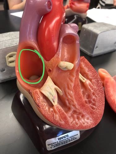 Internal Heart Structures Flashcards Quizlet