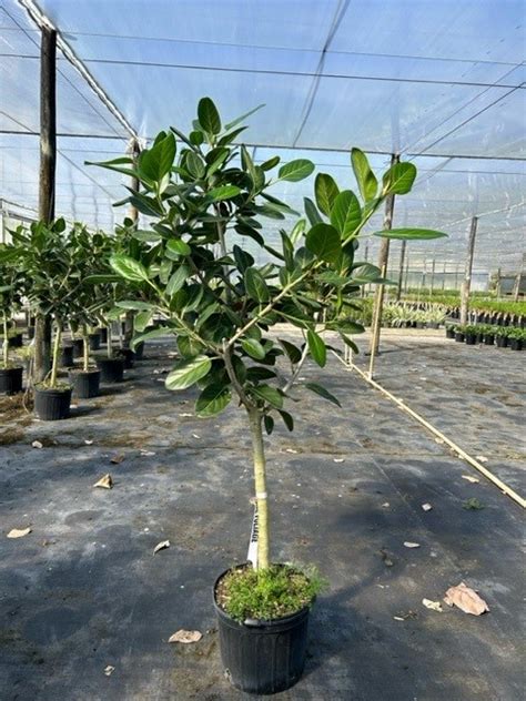 14 Ficus Audrey Character Tri State Foliage In House Availability