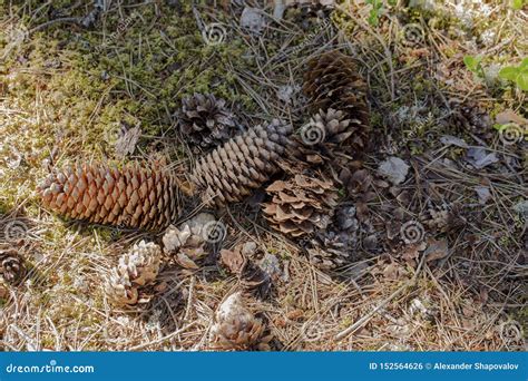 Beautiful View Of Several Pine Cones Of Different Sizes And Forms