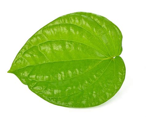 10+ Paan Leaf Stock Photos, Pictures & Royalty-Free Images - iStock