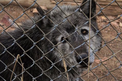 Scientists Offer Advice For Colorados Gray Wolf Reintroduction Effort