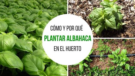 Cómo Y Por Qué Plantar Albahaca En El Huerto