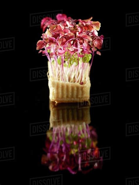 Red Daikon Cress Stock Photo Dissolve