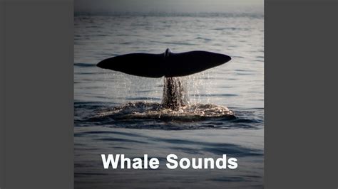 Humpback Whales Sounds Youtube