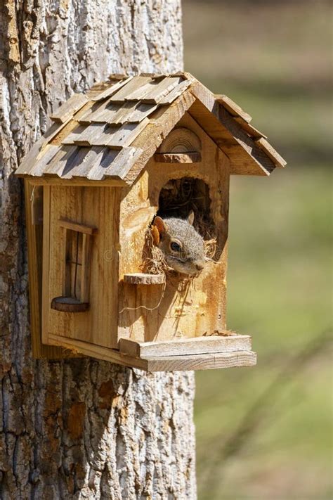 Squirrel Nest Inside Stock Photos - Free & Royalty-Free Stock Photos ...