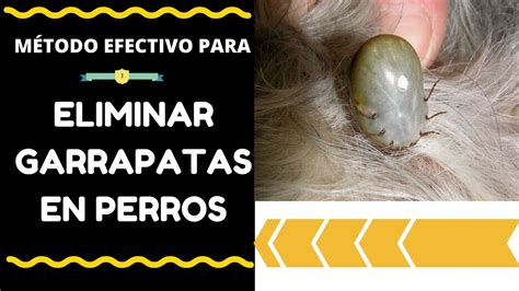 Como Eliminar Las Garrapatas Y Las Pulgas En Perros Metodo