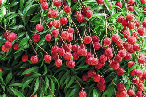 How to Grow Lychee Trees