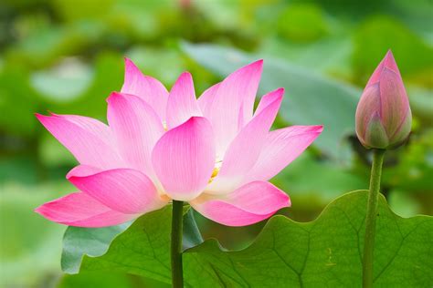 Hoa sen (Lotus) - Nelumbo Nucifera - Trồng Hoa