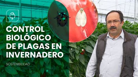 Control BiolÓgico De Plagas En Invernaderos EcolÓgicos 🕷🍃 Youtube