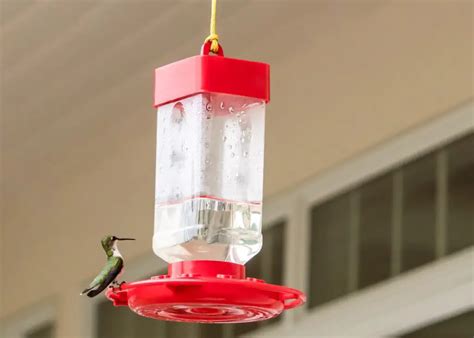 Where To Hang A Hummingbird Feeder Quick Simple Guide