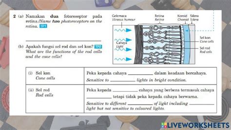 C1 Stimuli And Response Online Worksheet Live Worksheets