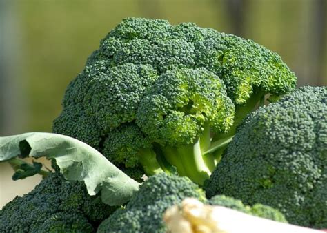 How Do You Plant Broccoli Seeds LaptrinhX News