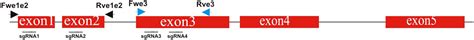 Frontiers Crisprcas Stnrl1 Gene Knockout Increases Resistance To Late Blight And