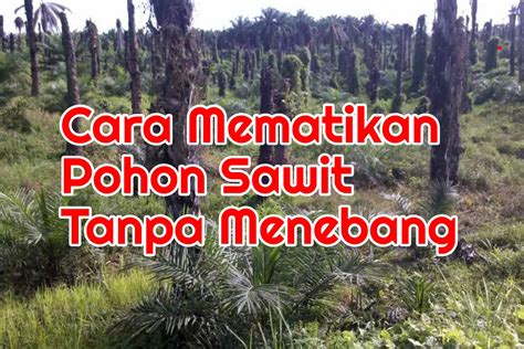 Cara Mematikan Pohon Kelapa Sawit Tanpa Menebang Nutani