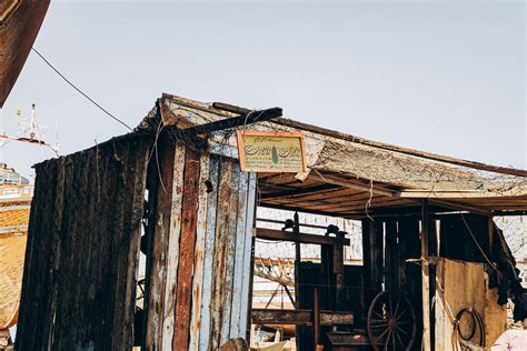 Fisher Cat Photos, Download The BEST Free Fisher Cat Stock Photos & HD