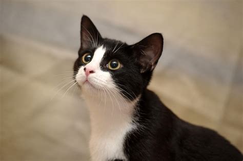 iodine restricted diets normalise serum total thyroxine tt