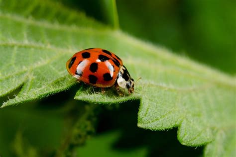 Asian Lady Beetles The Scary Ladybug Lookalike Readers Digest