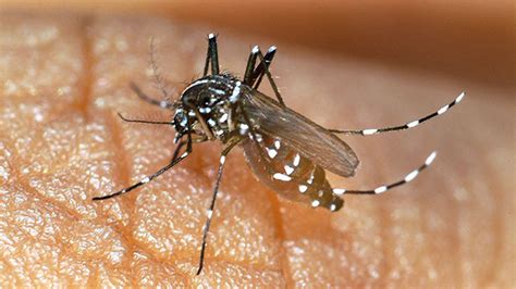 How Dangerous Are Asian Tiger Mosquitoes