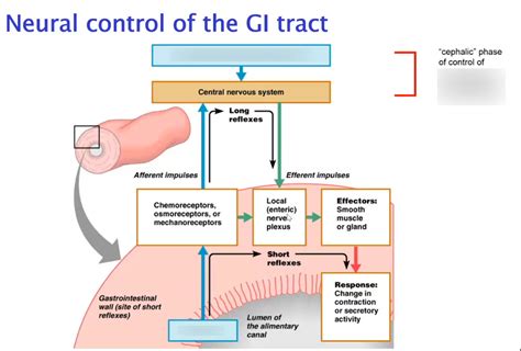 Neural Control Of GI Tract Diagram Quizlet