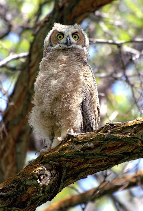great horned owl fledgling photograph  michelle halsey