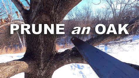 How To Prune An Oak Tree Scarlet Oak YouTube