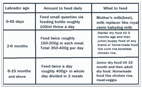 Diet plan for Labrador puppies and dogs in India - SS Pet Clinic